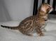 Bengal Cats for sale in Mobile, AL, USA. price: NA