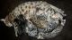 Bengal Cats for sale in Pueblo, CO, USA. price: $500