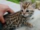 Bengal Cats for sale in Peoria, AZ, USA. price: NA
