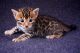 Bengal Cats for sale in Paterson, NJ, USA. price: NA