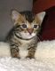 Bengal Cats for sale in Huntsville, AL, USA. price: NA