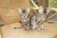 Bengal Cats for sale in Fargo, ND, USA. price: NA
