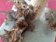 Bengal Cats for sale in Baltimore, MD, USA. price: $300
