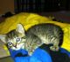 Bengal Cats for sale in Rialto, CA, USA. price: NA