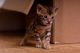 Bengal Cats for sale in Hayward, CA, USA. price: NA