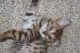 Bengal Cats for sale in Boise, ID, USA. price: $300