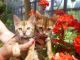 Bengal Cats for sale in Omaha, NE, USA. price: NA