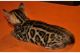 Bengal Cats for sale in Antioch, CA, USA. price: $1