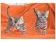 Bengal Cats for sale in Aleknagik, AK, USA. price: NA