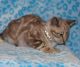 Bengal Cats for sale in Coral Springs, FL, USA. price: NA