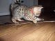 Bengal Cats for sale in Inglewood, CA, USA. price: NA