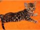 Bengal Cats for sale in Denver, CO, USA. price: NA