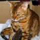 Bengal Cats for sale in Baltimore, MD, USA. price: $800