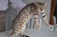 Bengal Cats for sale in Providence, RI, USA. price: NA