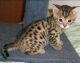 Bengal Cats for sale in Reno, NV, USA. price: NA