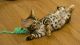 Bengal Cats for sale in Pittsburgh, PA, USA. price: NA