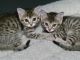Bengal Cats for sale in Adamsville, AL, USA. price: $400