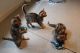 Bengal Cats for sale in Aurora, CO, USA. price: NA