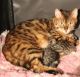 Bengal Cats for sale in Denver, CO, USA. price: NA