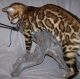 Bengal Cats for sale in Lexington, KY, USA. price: NA