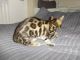 Bengal Cats for sale in Alexandria NSW 2015, Australia. price: NA