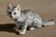Bengal Cats for sale in Worcester, MA, USA. price: $400