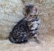 Bengal Cats for sale in Frisco, TX, USA. price: $400