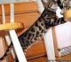 Bengal Cats for sale in Frisco, TX, USA. price: NA