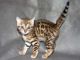 Bengal Cats for sale in Frisco, TX, USA. price: $400