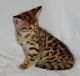 Bengal Cats for sale in Buffalo, NY, USA. price: $150
