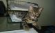Bengal Cats for sale in Jacksonville, FL, USA. price: NA