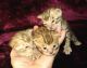Bengal Cats for sale in Erie, PA, USA. price: NA