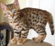 Bengal Cats for sale in Liverpool, NY, USA. price: $250