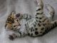Bengal Cats for sale in Evansville, WY, USA. price: $400