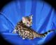 Bengal Cats for sale in Fremont, CA, USA. price: $200