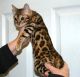 Bengal Cats for sale in Fremont, CA, USA. price: NA