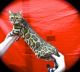Bengal Cats for sale in Hayward, CA, USA. price: NA