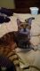 Bengal Cats for sale in Lorain, OH, USA. price: NA