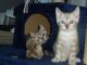 Bengal Cats for sale in Wilmington, NC, USA. price: NA