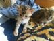 Bengal Cats for sale in West Covina, CA, USA. price: NA