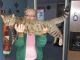 Bengal Cats for sale in Sutherlin, OR, USA. price: $1,200