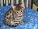 Bengal Cats for sale in Brownsville, TX, USA. price: NA