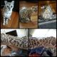 Bengal Cats for sale in Lancaster, PA, USA. price: $2,500