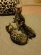Bengal Cats for sale in Jackson, NJ, USA. price: NA