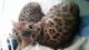 Bengal Cats for sale in Fullerton, CA, USA. price: NA