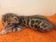 Bengal Cats for sale in Cleveland, OH, USA. price: $150