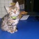 Bengal Cats for sale in Fort Wayne, IN, USA. price: NA
