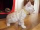 Bengal Cats for sale in Scottsdale, AZ, USA. price: NA