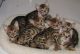 Bengal Cats for sale in Carlsbad, CA, USA. price: NA