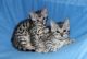 Bengal Cats for sale in East Los Angeles, CA, USA. price: NA